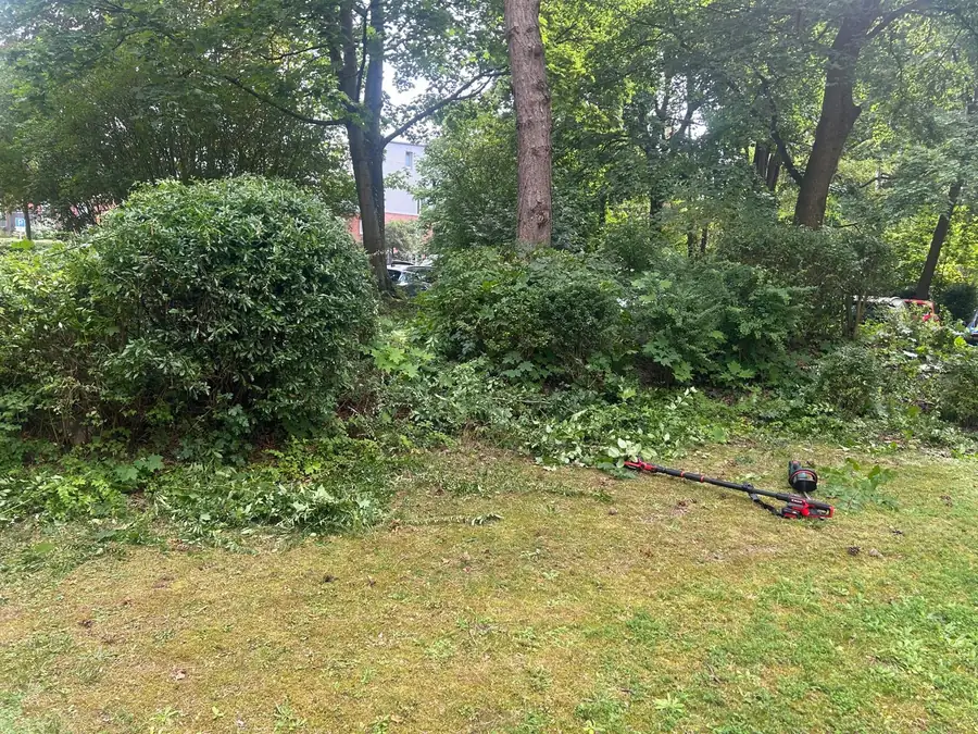 Gelichtetes Unterholz unter hohen Bäumen, davor gemähtes Gras mit Schnittgut, ein Freischneider liegt im Gras