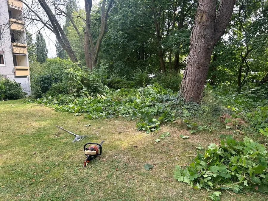 Rasenfläche unter Bäumen nach dem Freischnitt, eine Motorsäge und ein Rechen liegen im Gras, daneben ein Haufen Schnittgut