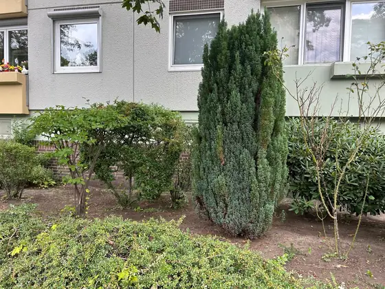Vorgarten vor einem Wohnhaus mit Säulenwacholder, geschnittenen Sträuchern und einem gepflegten Beet